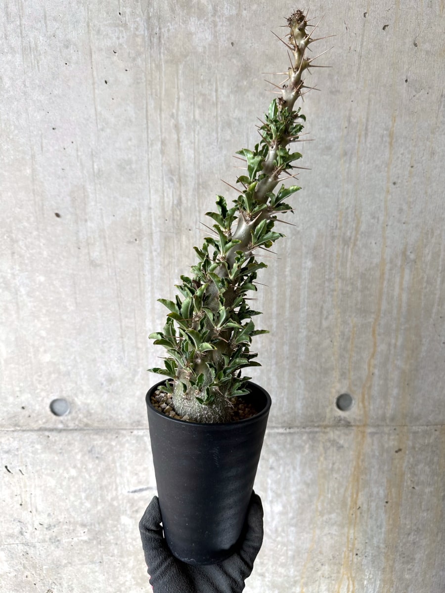 【現品限り】パキポディウム・サンデルシー 白馬城 発根済み【K56】 Pachypodium saundersii