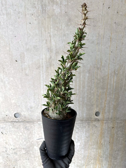 【現品限り】パキポディウム・サンデルシー 白馬城 発根済み【K56】 Pachypodium saundersii