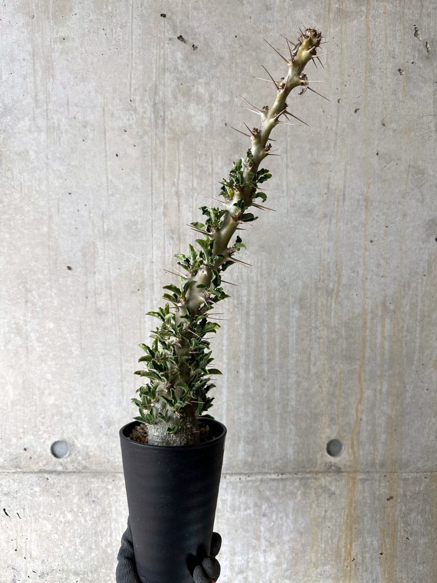 【現品限り】パキポディウム・サンデルシー 白馬城 発根済み【K56】 Pachypodium saundersii
