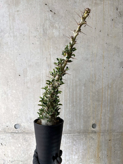 【現品限り】パキポディウム・サンデルシー 白馬城 発根済み【K56】 Pachypodium saundersii