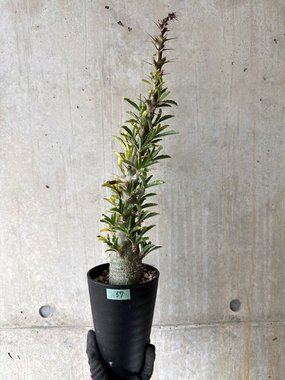 【現品限り】パキポディウム・サンデルシー 白馬城 発根済み【K57】 Pachypodium saundersii
