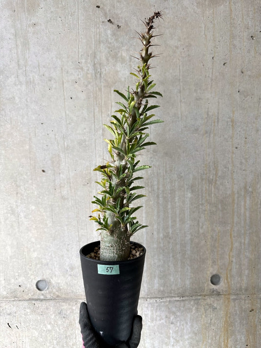 【現品限り】パキポディウム・サンデルシー 白馬城 発根済み【K57】 Pachypodium saundersii