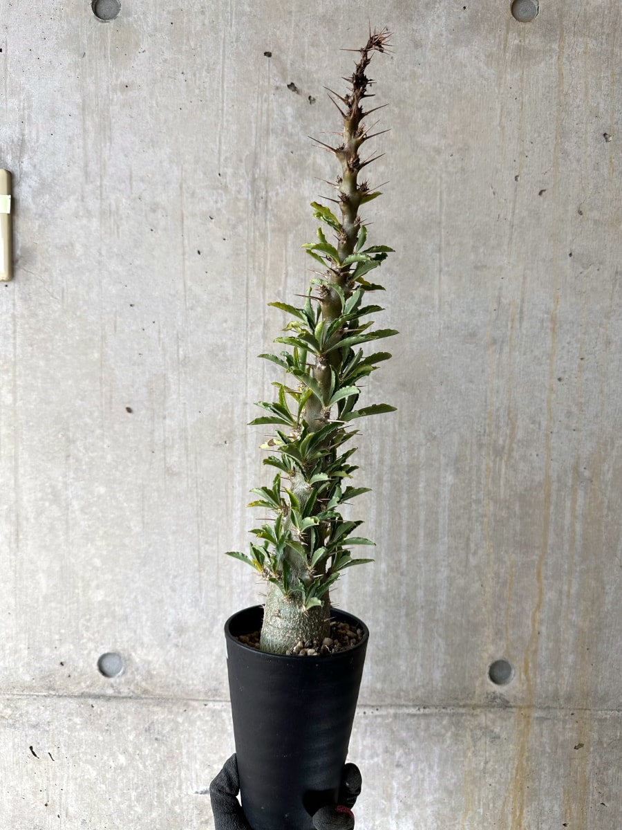【現品限り】パキポディウム・サンデルシー 白馬城 発根済み【K57】 Pachypodium saundersii