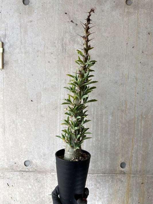 【現品限り】パキポディウム・サンデルシー 白馬城 発根済み【K57】 Pachypodium saundersii