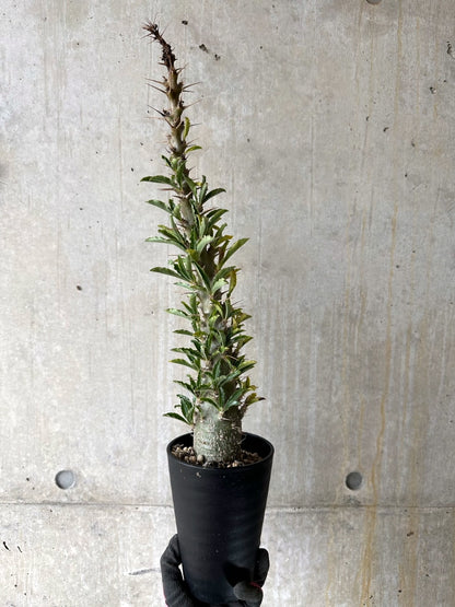【現品限り】パキポディウム・サンデルシー 白馬城 発根済み【K57】 Pachypodium saundersii