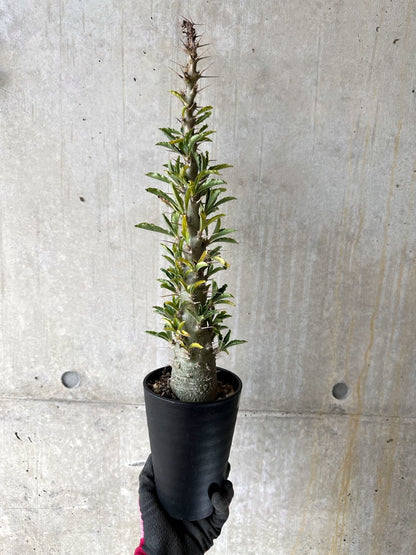 【現品限り】パキポディウム・サンデルシー 白馬城 発根済み【K57】 Pachypodium saundersii