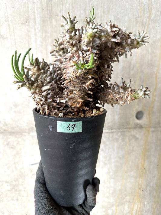 【現品限り】チレコドン・ワリチー 発根済み【K59】 Tylecodon wallichii