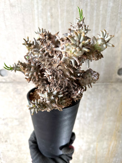 【現品限り】チレコドン・ワリチー 発根済み【K59】 Tylecodon wallichii