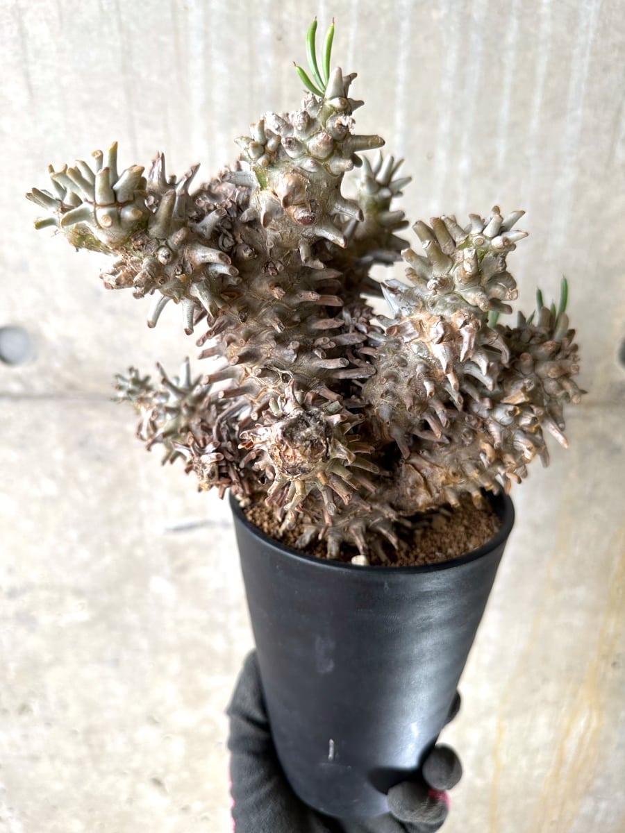 【現品限り】チレコドン・ワリチー 発根済み【K59】 Tylecodon wallichii