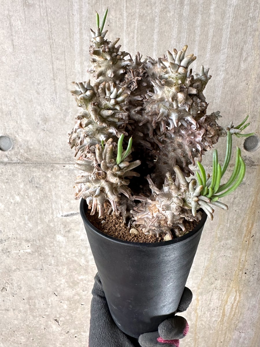 【現品限り】チレコドン・ワリチー 発根済み【K59】 Tylecodon wallichii