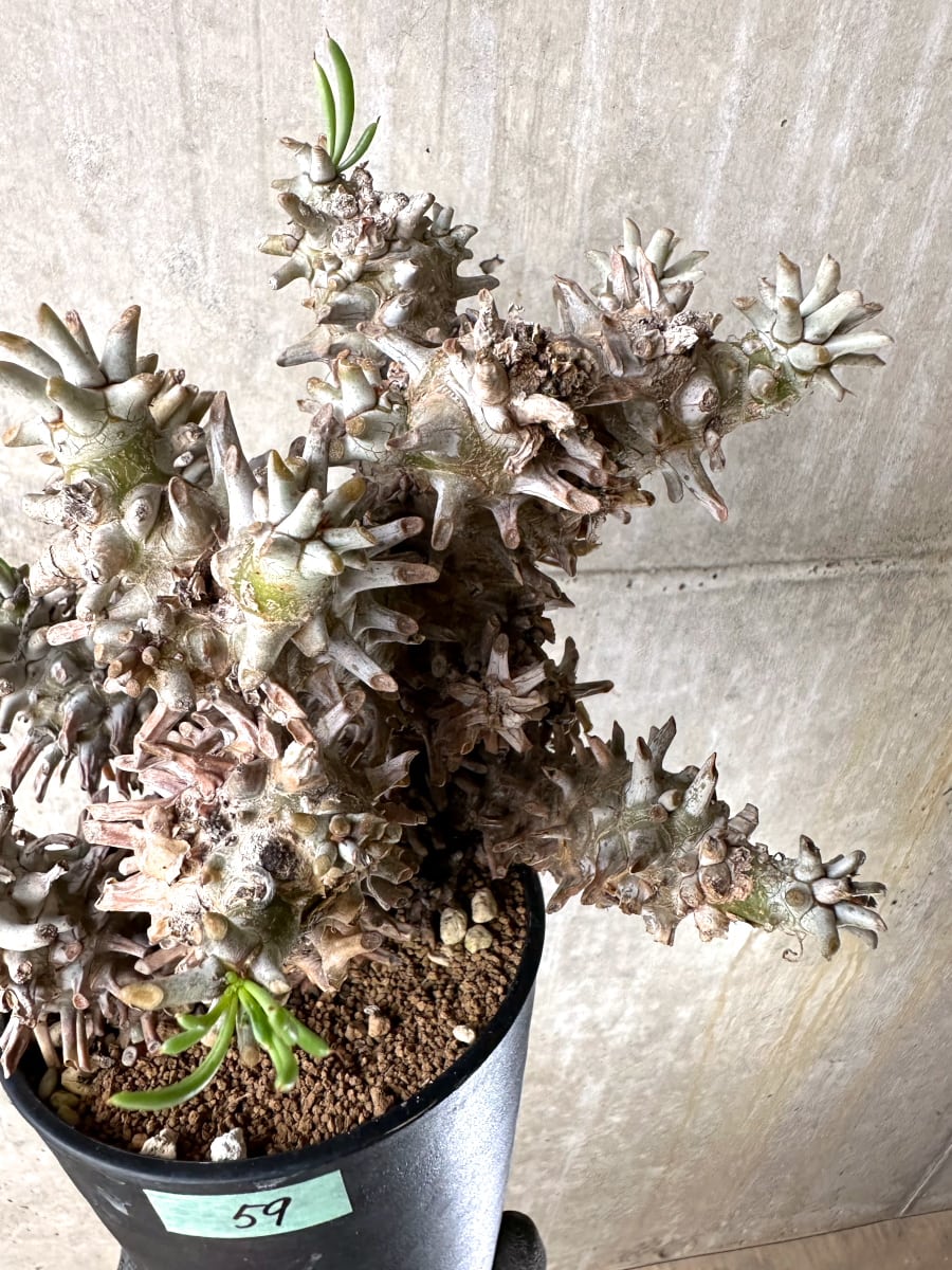 【現品限り】チレコドン・ワリチー 発根済み【K59】 Tylecodon wallichii