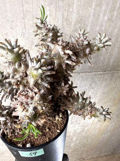 【現品限り】チレコドン・ワリチー 発根済み【K59】 Tylecodon wallichii