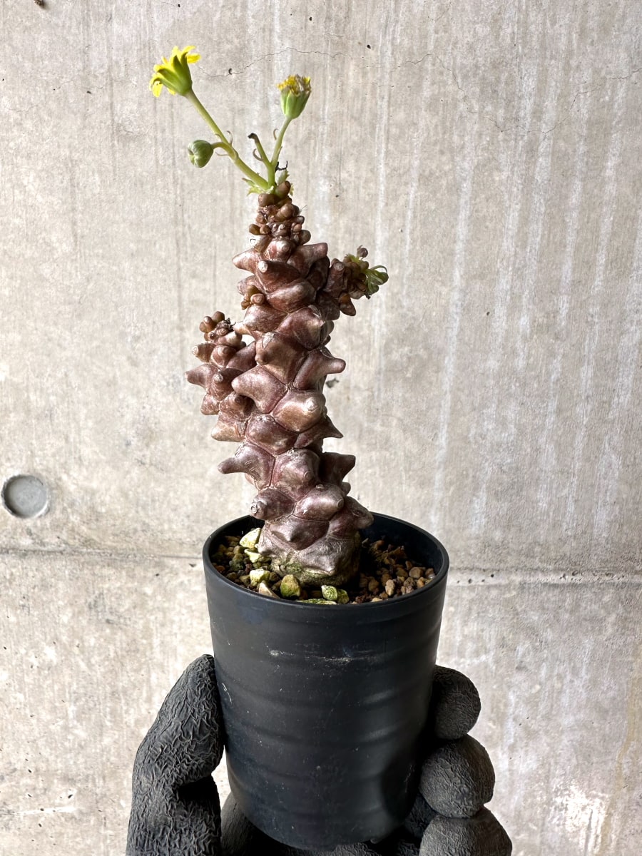 【現品限り】オトンナ・ヘレー 蛮鬼塔[在庫整理価格]【K5】 Othonna herrei