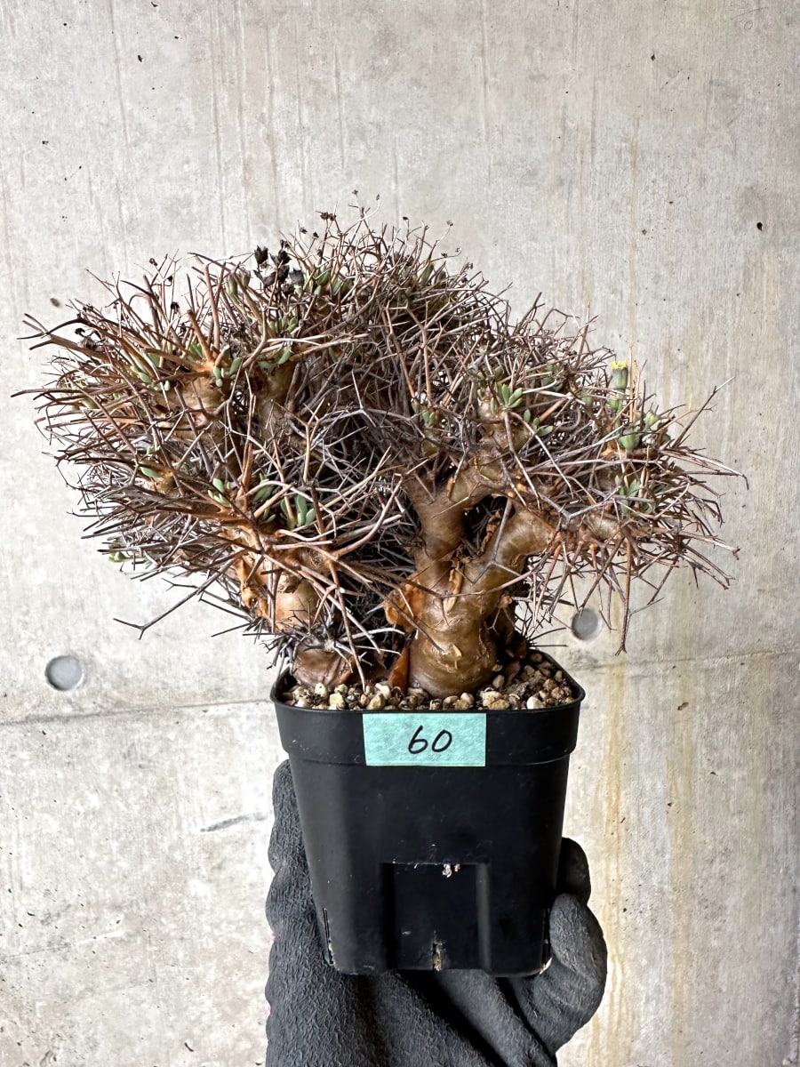 【現品限り】オトンナ・ユーフォルビオイデス 発根済み【K60】 Othonna euphorbioides