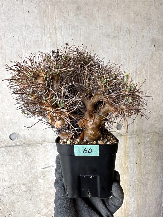 【現品限り】オトンナ・ユーフォルビオイデス 発根済み【K60】 Othonna euphorbioides