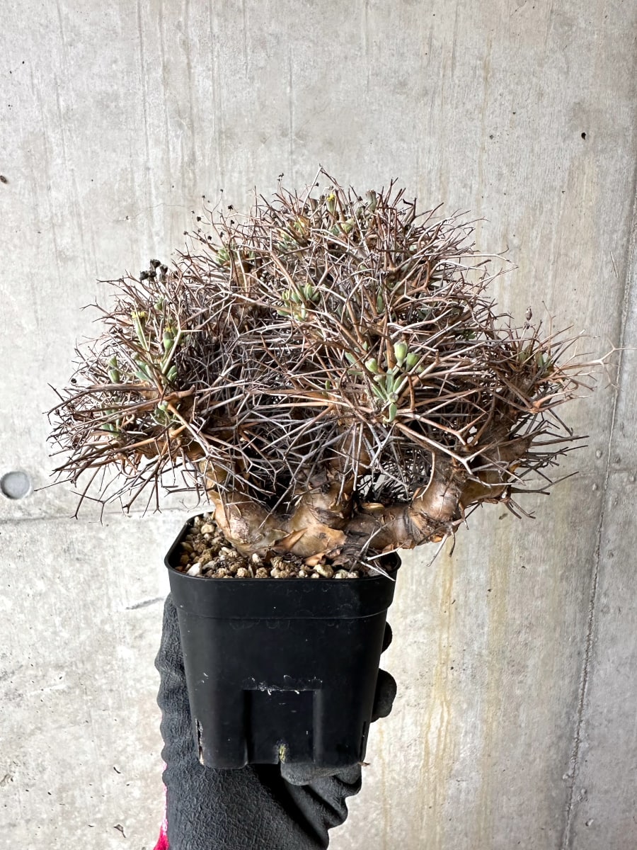 【現品限り】オトンナ・ユーフォルビオイデス 発根済み【K60】 Othonna euphorbioides
