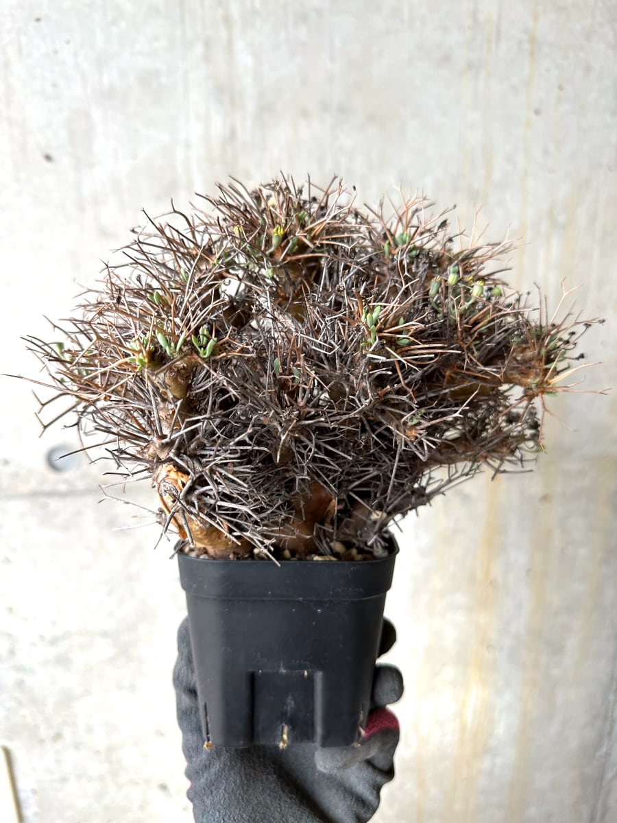 【現品限り】オトンナ・ユーフォルビオイデス 発根済み【K60】 Othonna euphorbioides