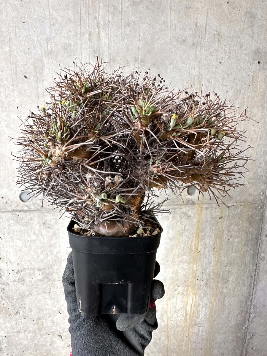 【現品限り】オトンナ・ユーフォルビオイデス 発根済み【K60】 Othonna euphorbioides