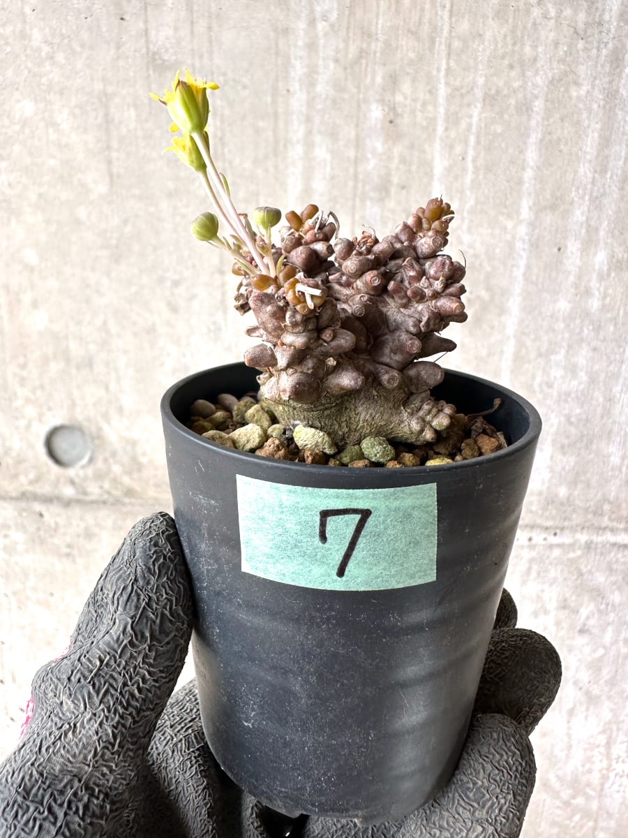 【現品限り】オトンナ・ヘレー 蛮鬼塔[在庫整理価格]【K7】 Othonna herrei