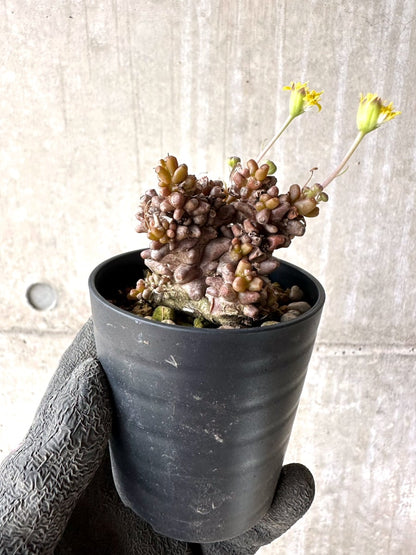 【現品限り】オトンナ・ヘレー 蛮鬼塔[在庫整理価格]【K7】 Othonna herrei