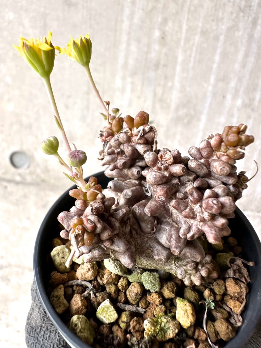 【現品限り】オトンナ・ヘレー 蛮鬼塔[在庫整理価格]【K7】 Othonna herrei