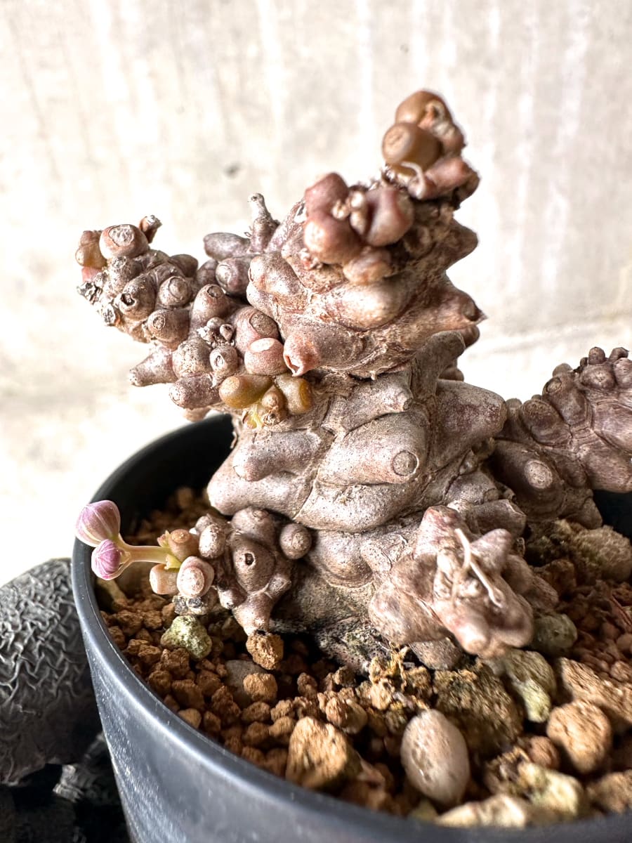 【現品限り】オトンナ・ヘレー 蛮鬼塔[在庫整理価格]【K8】 Othonna herrei
