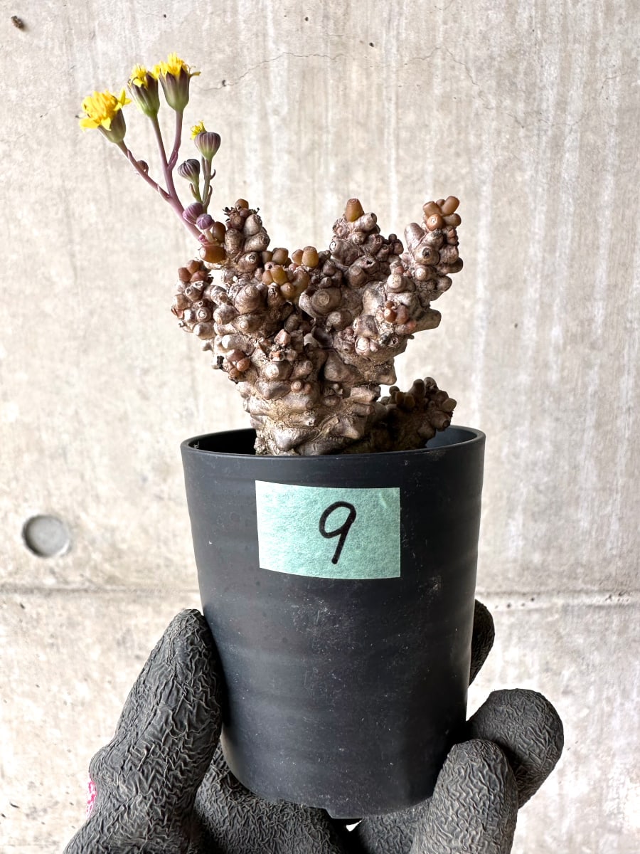 【現品限り】オトンナ・ヘレー 蛮鬼塔[在庫整理価格]【K9】 Othonna herrei