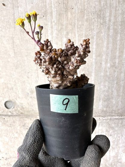 【現品限り】オトンナ・ヘレー 蛮鬼塔[在庫整理価格]【K9】 Othonna herrei