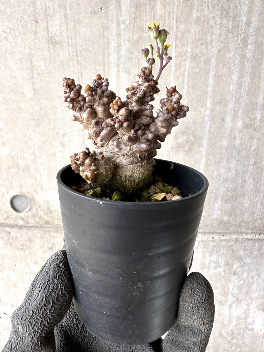 【現品限り】オトンナ・ヘレー 蛮鬼塔[在庫整理価格]【K9】 Othonna herrei