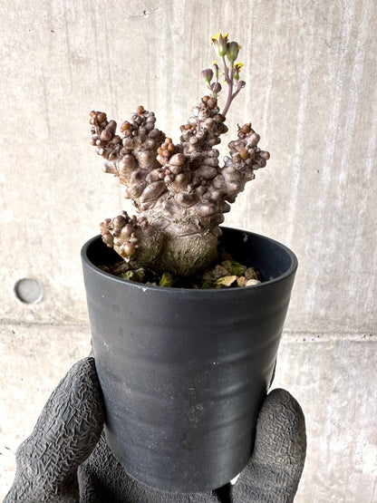 【現品限り】オトンナ・ヘレー 蛮鬼塔[在庫整理価格]【K9】 Othonna herrei