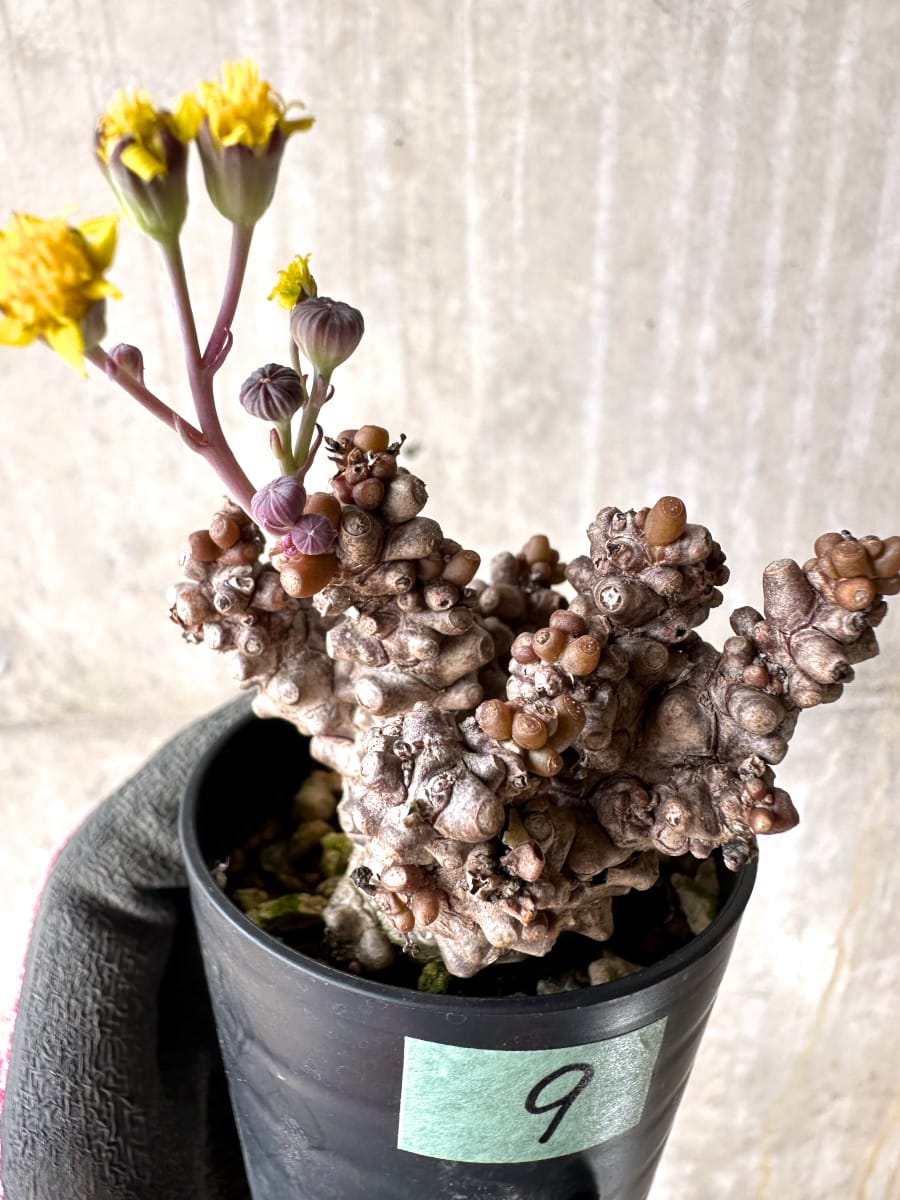 【現品限り】オトンナ・ヘレー 蛮鬼塔[在庫整理価格]【K9】 Othonna herrei