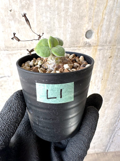 【現品限り】チレコドン・ノルティ【L1】 Tylecodon nolteei