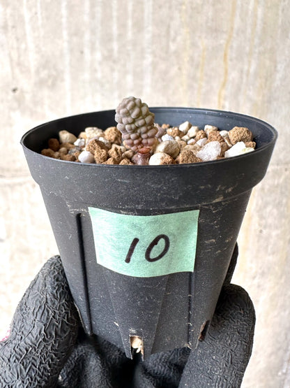 【現品限り】ブルビネ・ブルインシー 成長途中【L10】 Bulbine bruynsii