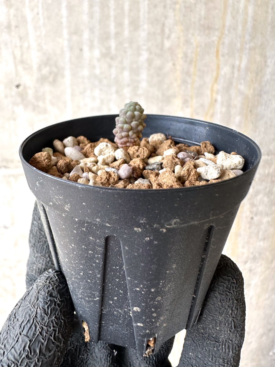 【現品限り】ブルビネ・ブルインシー 成長途中【L10】 Bulbine bruynsii