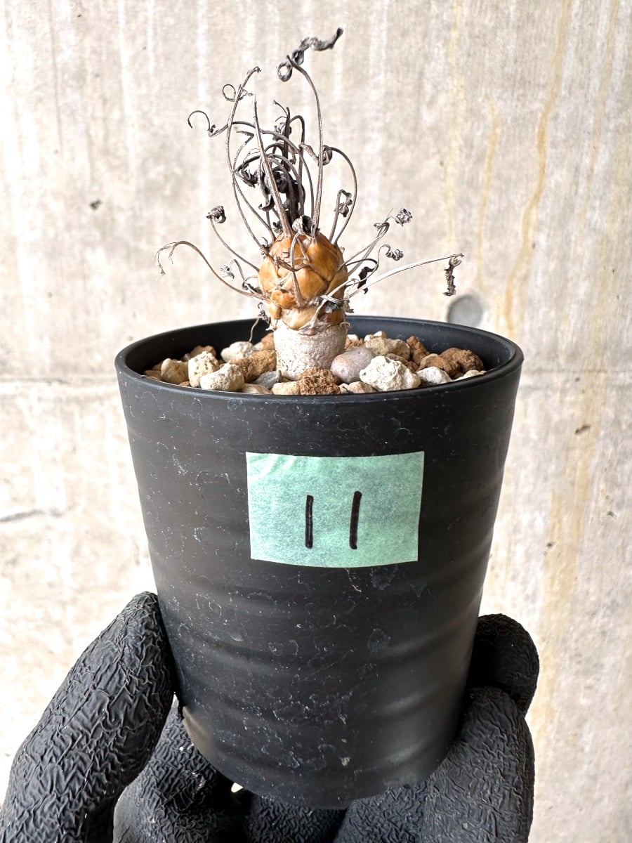 【現品限り】オトンナ・レピドカウリス【L11】 Othonna lepidocaulis