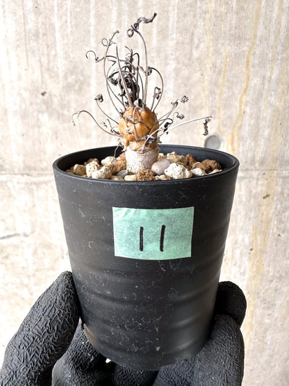 【現品限り】オトンナ・レピドカウリス【L11】 Othonna lepidocaulis