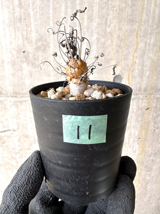 【現品限り】オトンナ・レピドカウリス【L11】 Othonna lepidocaulis