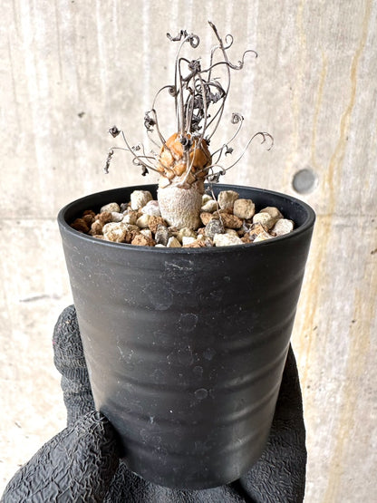 【現品限り】オトンナ・レピドカウリス【L11】 Othonna lepidocaulis