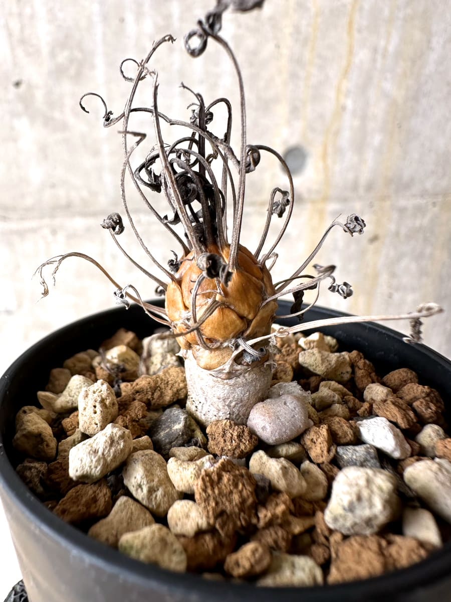 【現品限り】オトンナ・レピドカウリス【L11】 Othonna lepidocaulis