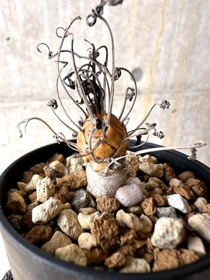 【現品限り】オトンナ・レピドカウリス【L11】 Othonna lepidocaulis