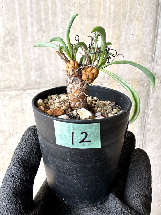 【現品限り】オトンナ・レピドカウリス【L12】 Othonna lepidocaulis