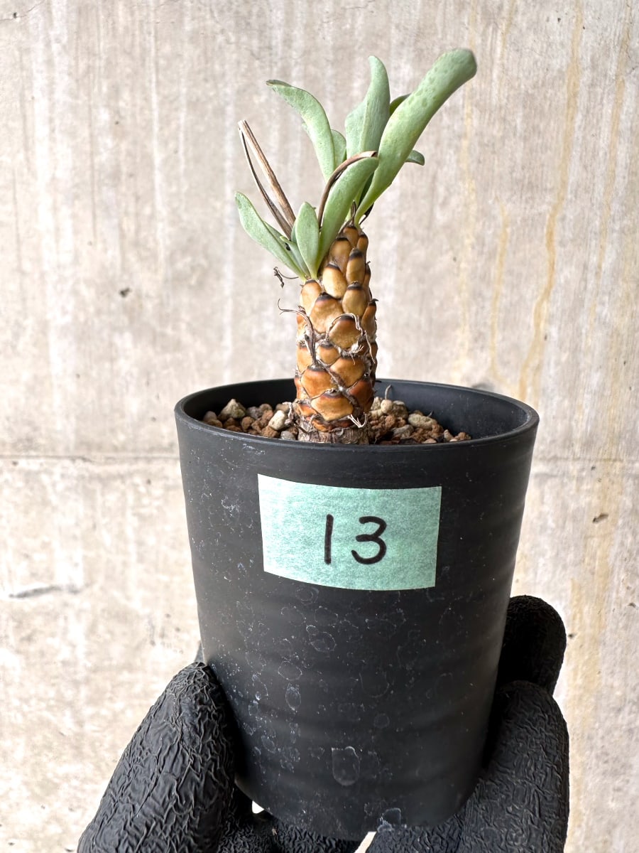 【現品限り】オトンナ・レピドカウリス【L13】 Othonna lepidocaulis