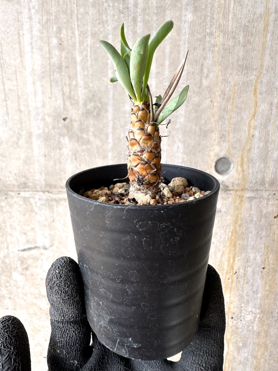 【現品限り】オトンナ・レピドカウリス【L13】 Othonna lepidocaulis