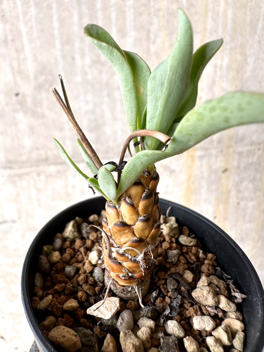 【現品限り】オトンナ・レピドカウリス【L13】 Othonna lepidocaulis