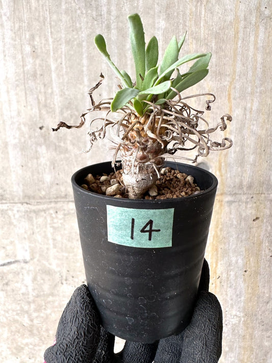 【現品限り】オトンナ・レピドカウリス【L14】 Othonna lepidocaulis