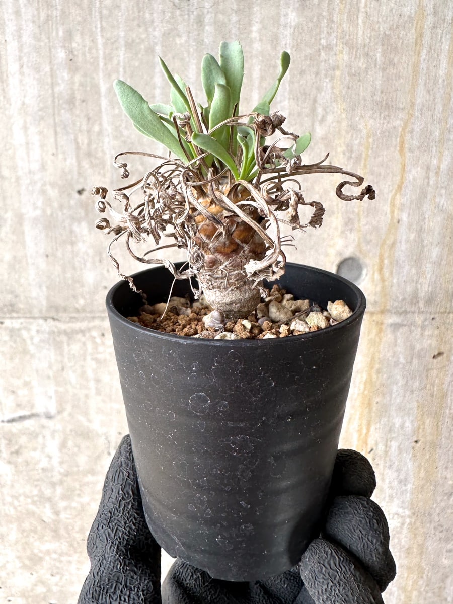 現品限り】オトンナ・レピドカウリス【L14】 Othonna lepidocaulis