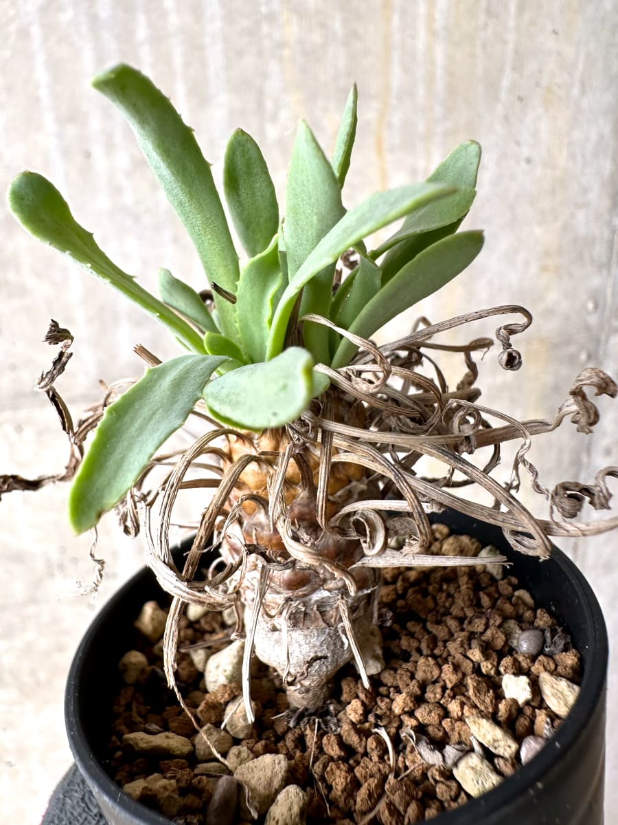 【現品限り】オトンナ・レピドカウリス【L14】 Othonna lepidocaulis