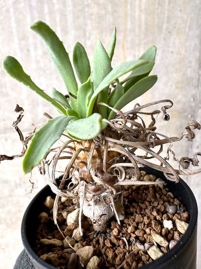 【現品限り】オトンナ・レピドカウリス【L14】 Othonna lepidocaulis