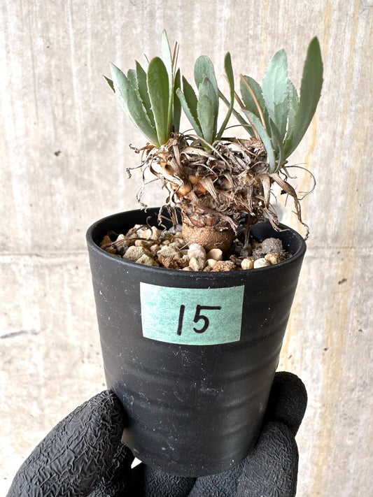 【現品限り】オトンナ・レピドカウリス【L15】 Othonna lepidocaulis