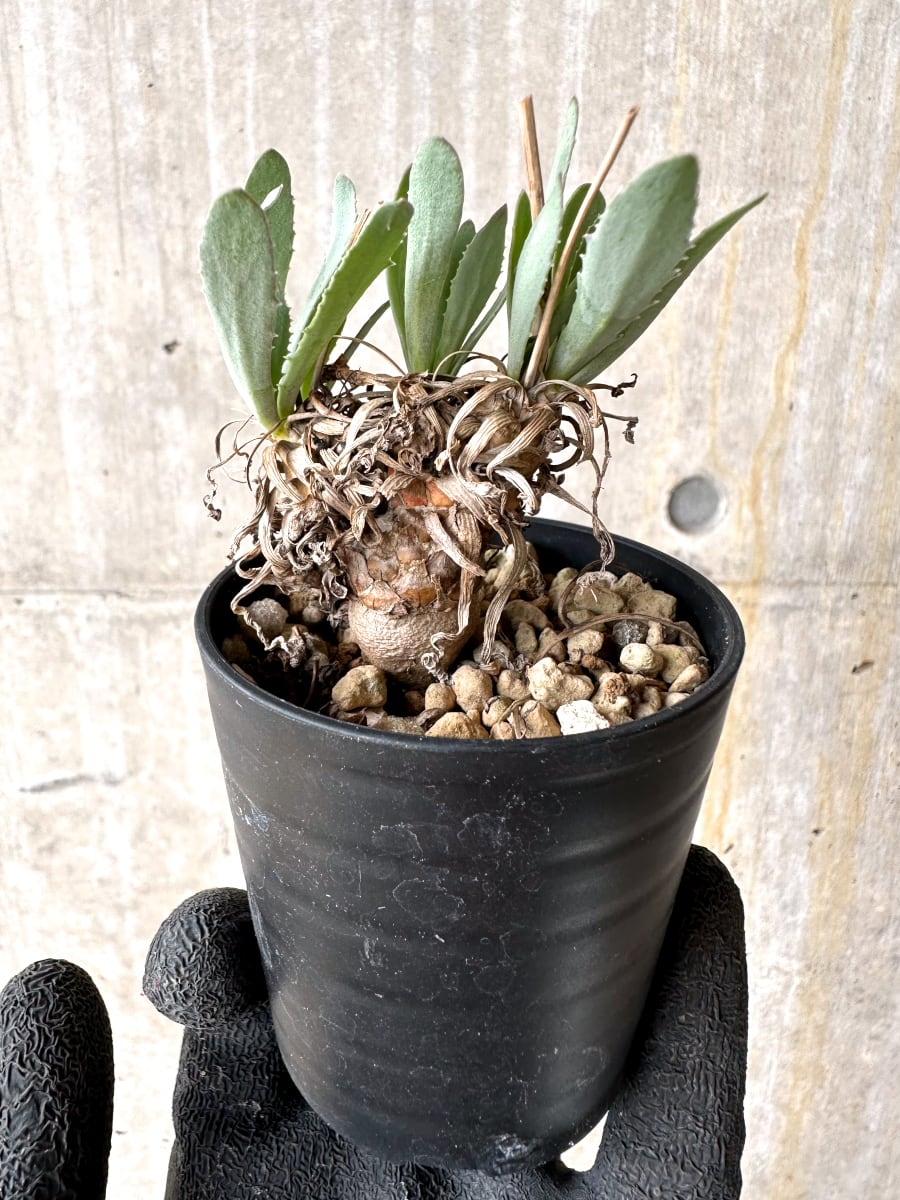 【現品限り】オトンナ・レピドカウリス【L15】 Othonna lepidocaulis